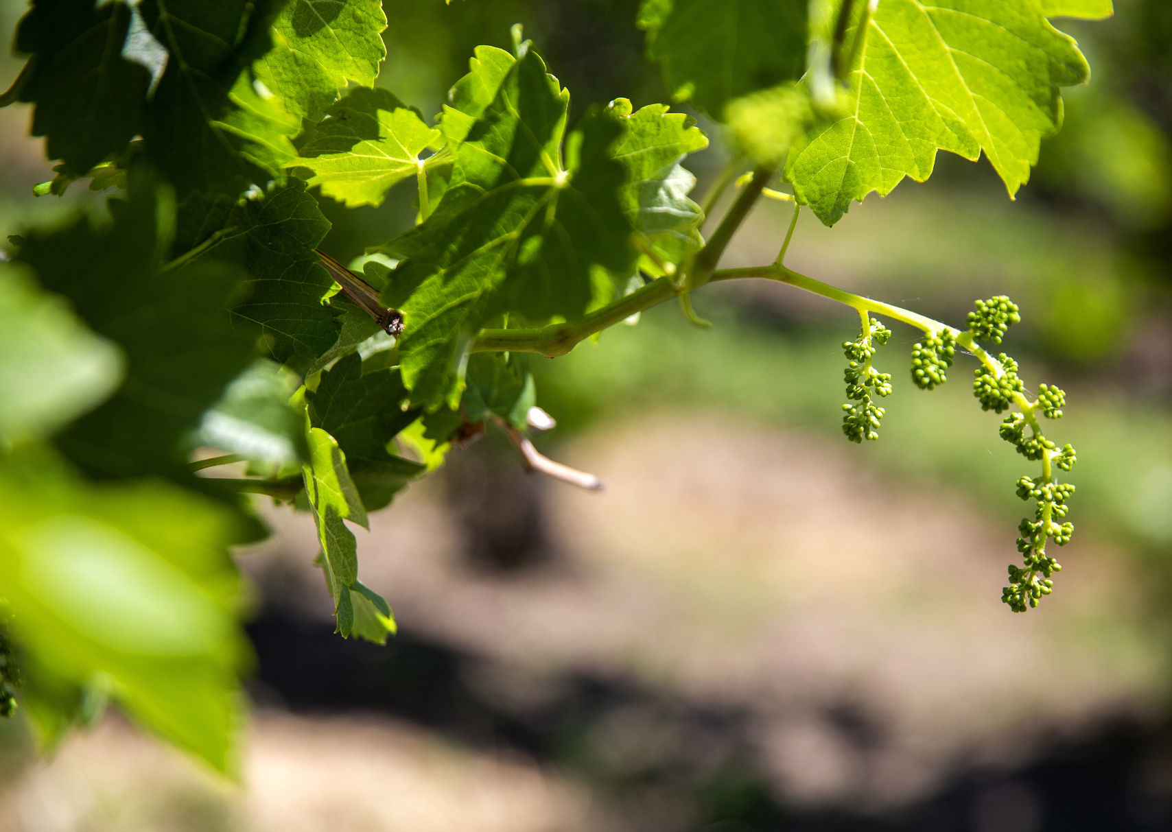 Idaho Wine Month